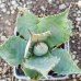 Agave parrasana (Agáve) ´GLOBE´ - výška 5 cm, ⌀10 cm, kont. P11 (-15°C) Agave parrasana (Agáve) ´GLOBE´ - výška 5 cm, ⌀10 cm, kont. P11 (-15°C)